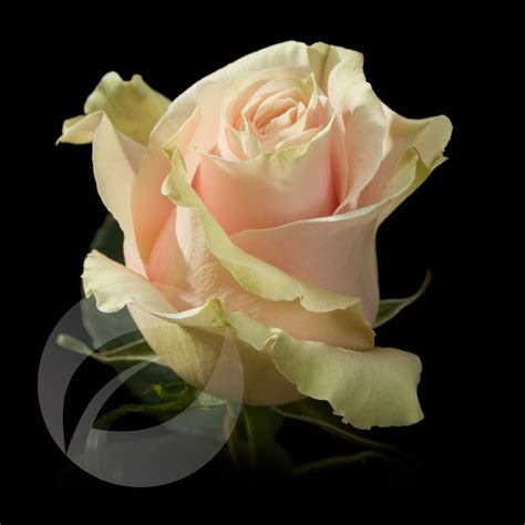 Pink Mondial Irose Roses From Ecuador