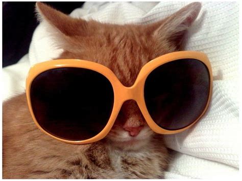 101 Cats Wearing Sunglasses Sunglasses Cats Cool Cats