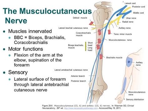 Musculocutaneous Nerve Everything You Need To Know Dr Nabil My Xxx