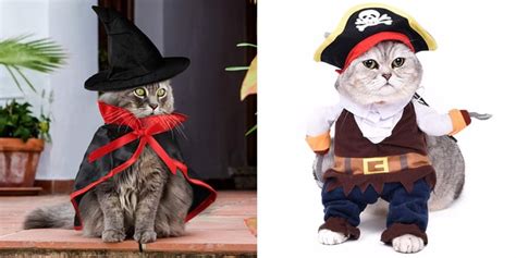 Best Cat Costumes For Halloween 2020 Popsugar Pets