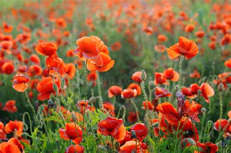 Red Corn Poppy Flowers In Summer Stock Image Image Of Cloud Nature
