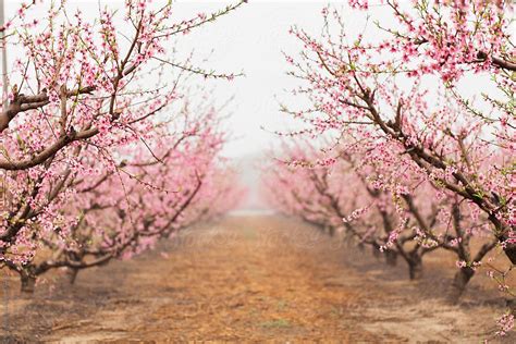 Rows Of Peach Trees In An Orchard By Stocksy Contributor Kelly Knox