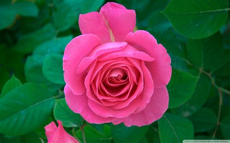 Including roses price, hybrid roses, roses colors, and how to get roses, how to get gold rose, and more. Pink Rose Pictures download free | PixelsTalk.Net
