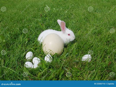 Eggs And Rabbit Stock Photo Image Of Green Tradition