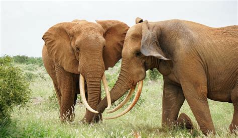 Elephants Can Be Very Cooperative Until The Food Gets Scarce