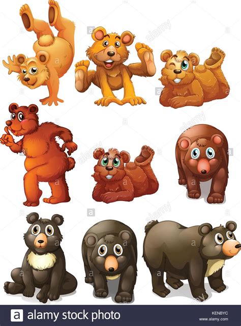 illustration of different positions of bears stock vector image and art alamy