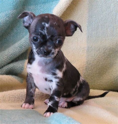 Smiley X Will Black Merle Harlequin Merle Male Chihuahua Puppy