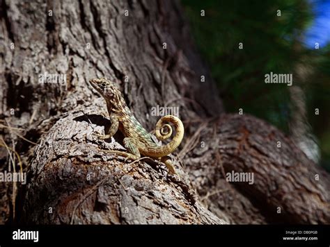 Curly Tail Hi Res Stock Photography And Images Alamy