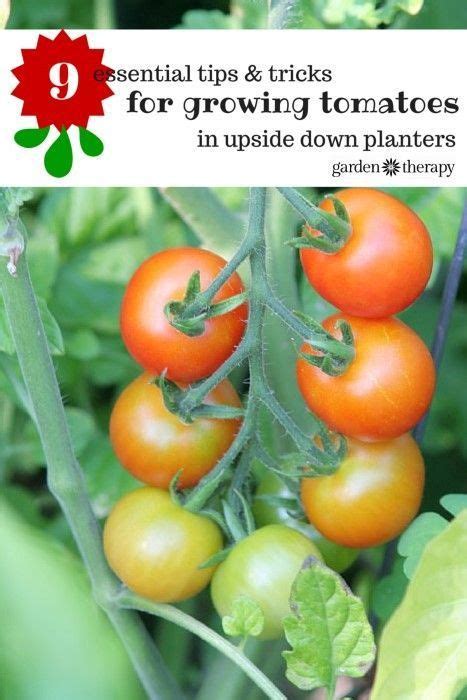 Grow Tomatoes Upside Down Successfully With These Tips Growing