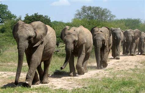 The Breaking Of An Elephants Spiritcreating Animal Awareness