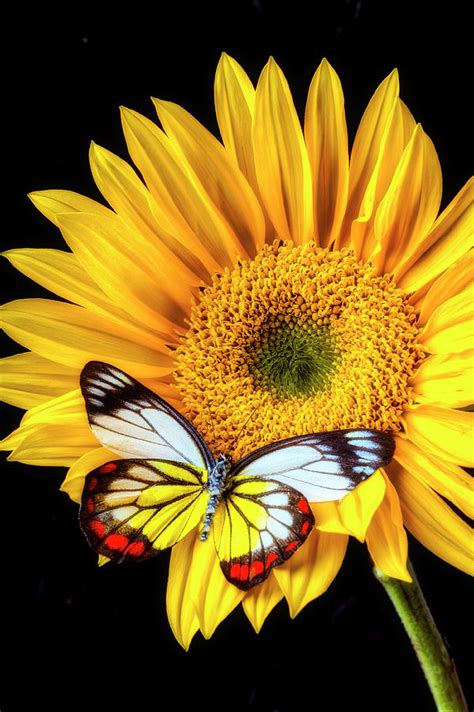 Stunning Butterfly On Sunflower Photograph By Garry Gay
