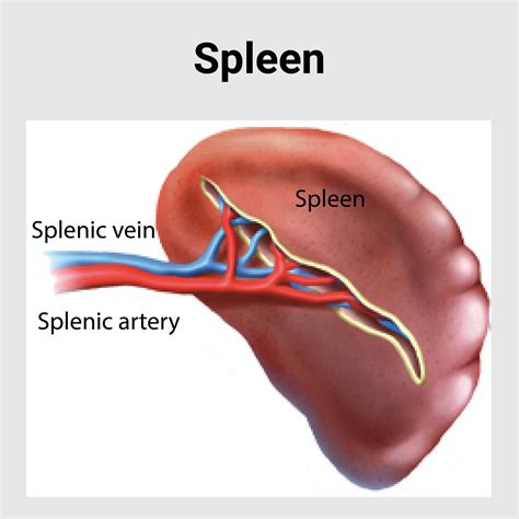 Spleen Diseases Best Gastroenterology Hospital In India