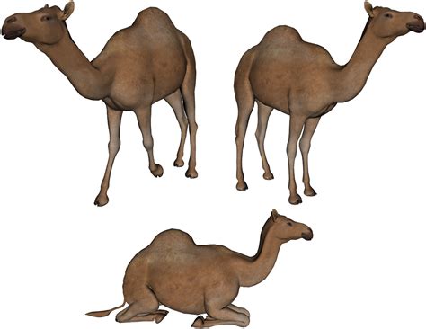 Camel Photo Png Transparent Background Free Download 37104 Freeiconspng