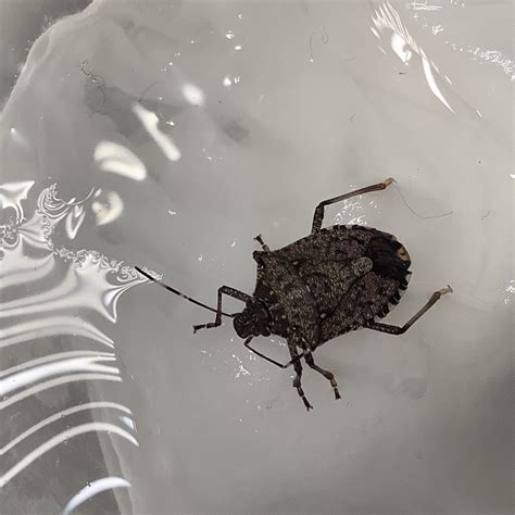 The brown marmorated stink bug (halyomorpha halys) has become a fairly common pest in north america. Brown marmorated stink bug - PEST CONTROL CANADA