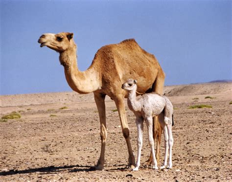 Coming to camel which is most preferred animal in deserts, the structure of this animal is superb and well suited for movements in deserts. Camels | HD Wallpapers (High Definition) | Free Background