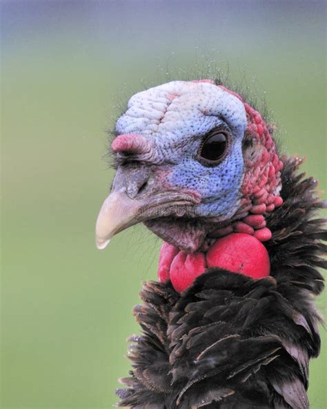 Wild Turkey Close Up Stock Image Image Of Wild Poultry 13913903