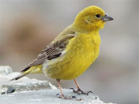 Free 6011 Yellow Images Of Finches Yellowimages Mockups