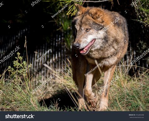 Male Iberian Wolf Canis Lupus Signatus Stock Photo 416283208 Shutterstock