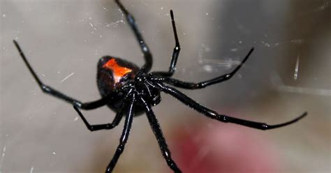 Dozens Of Deadly Black Widow Spiders Discovered In Uk