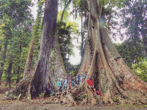 Review Of Pohon Terbesar Di Kebun Raya Bogor References