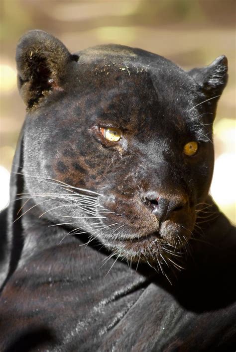384 Best Black Panthers Images On Pinterest Big Cats