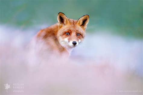 Red Foxes By Roeselien Raimond Fox Foxy Look Red Fox