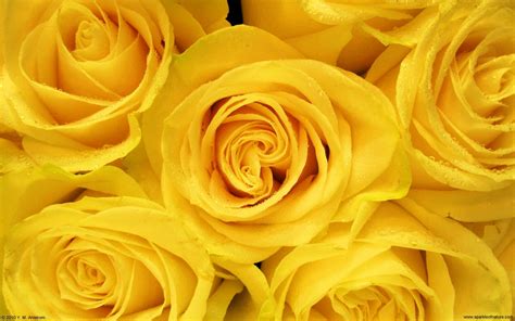 Yellow Roses Wallpaper 2560x1600 7585