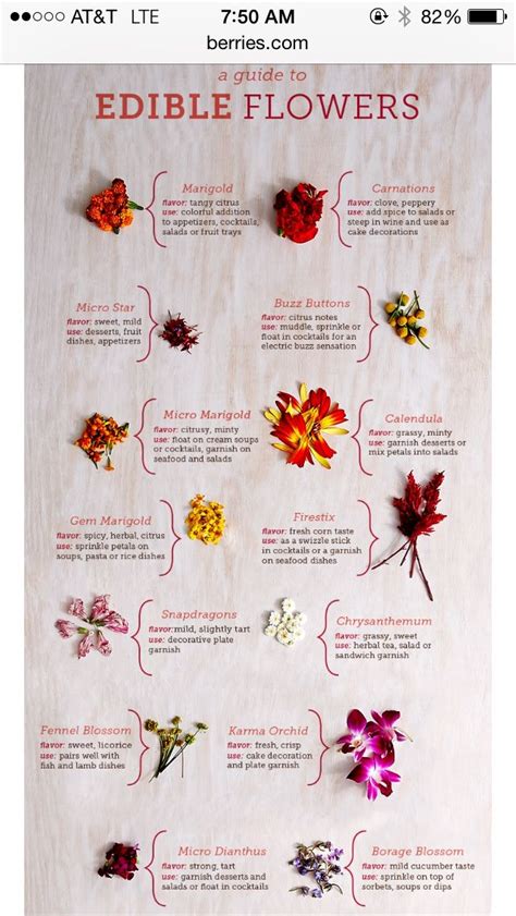 The leaves can be added to a salad or cooked, and can be dried and stored for the winter (they can also be blanched and frozen). Edible Flowers | Edible flowers recipes, Edible flowers ...