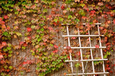 Roots are allowed to grow downward—in a nutrient rich soil (not sit in water, or cling to an artificial substrate). Ivy Plants Near Walls - Is Boston Ivy Growing Up Brick Surfaces Ok