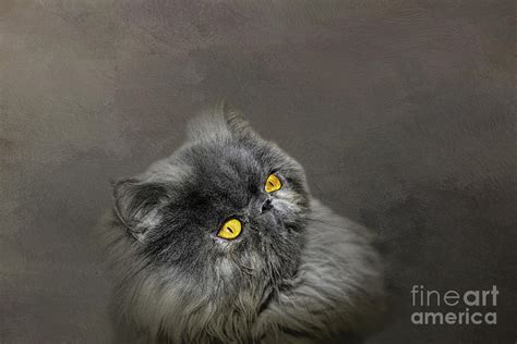 Smokey Black Persian Cat Mixed Media By Elisabeth Lucas Pixels