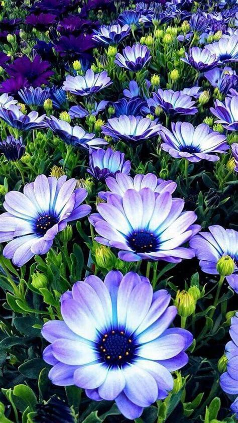 3978 Best Blue Flowers Images On Pinterest Beautiful Flowers Blue