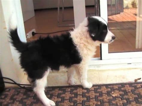Daisy New Border Collie Puppy Day 2 Shes 8 Weeks Old Youtube