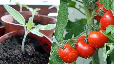 Growing Tomatoes In Pots How To Plant Them On Your