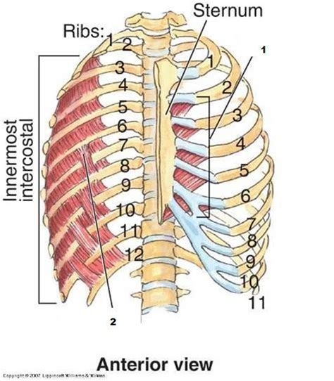 In humans, the rib cage, also known as the thoracic cage. AN2 01: Thoracic Wall at Iowa State University - StudyBlue