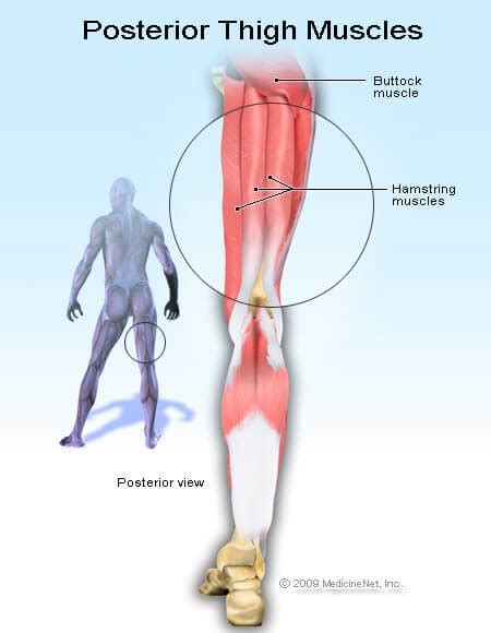 Leg muscles functions to perform all the motions and movements of the lower limb like standing… these muscles on the back of the thigh are termed the hamstring muscles (latin ham = back of thigh). diagram hamstring muscles @ Cerita birahi gadis dara :: 痞客邦