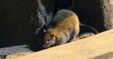 Giant Rats The Size Of Cats Sneaking Into Uk Homes Through Toilets
