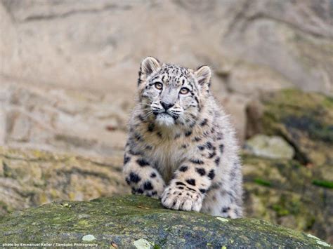 Snow Leopard Trust On Twitter Cuteness Overload You Have Been Warned