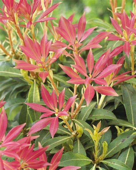 Pieris Forest Flame Lily Of The Valley Shrub
