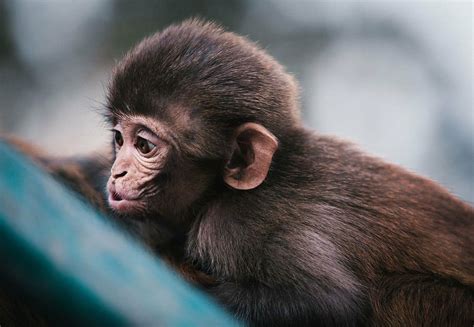 Close Photography Baby Monkey Animal Monkey Wildlife Forest