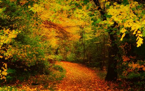 Landscapes Leaves Forest Woods Autumn Fall Path Trail Wallpaper