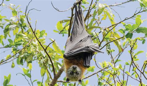 Flying Foxes Did You Know A Mommas View