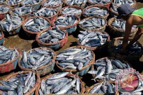 Tangkapan Ikan Nelayan Sabang Meningkat Antara News Aceh
