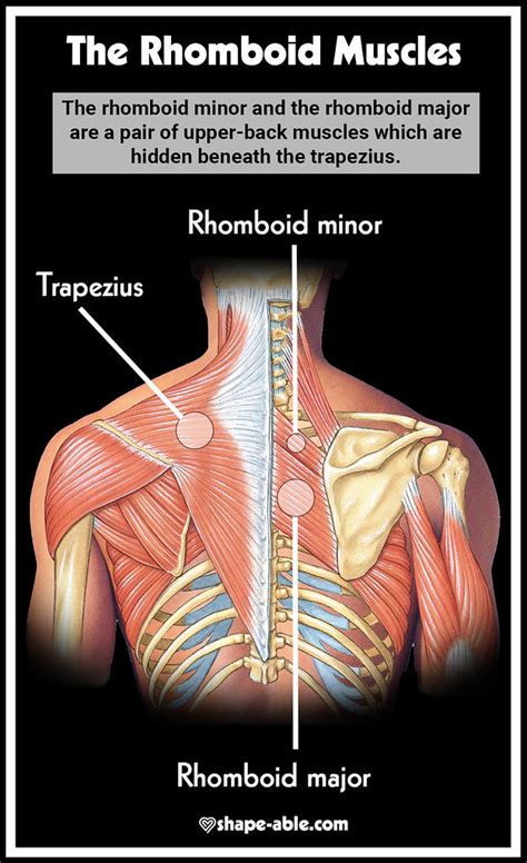 The Rhomboid The Rhomboid Muscles Infographicmuscles Flickr