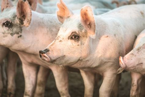 Young Pink Pigs In The Farm Animal Protection Concept Stock Image