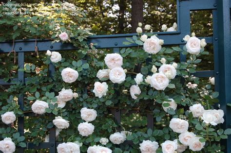 Plantfiles Pictures Large Flowered Climbing Rose