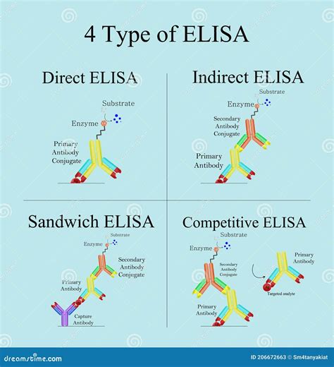 Type Of Elisa Concept Infographic Stock Illustration Illustration Of Health Diagnosis