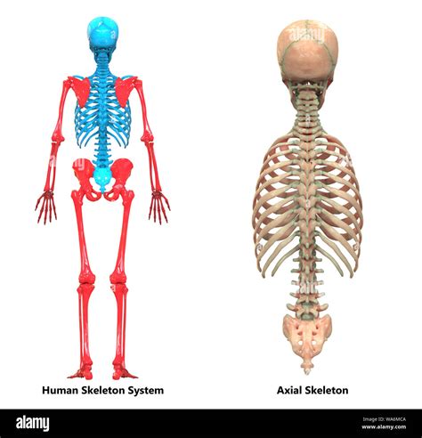 Esqueleto Humano Esqueleto Axial Anatomía Del Sistema Fotografía De