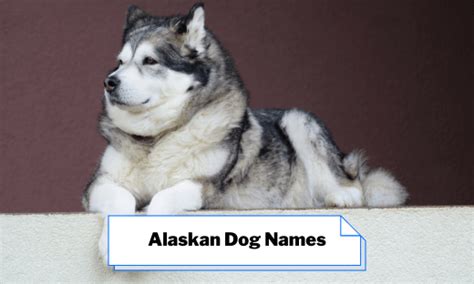 Alaskan Dog Names 350 Best Alaskan Dog Names