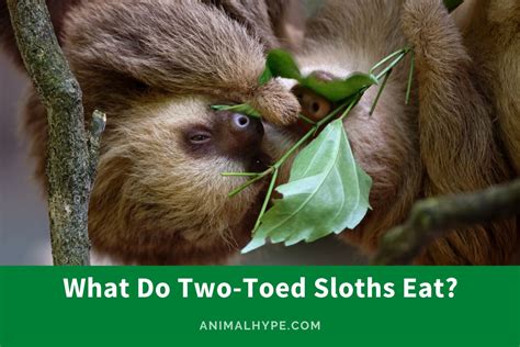 What Do Two Toed Sloths Eat The Diet Decoded Animal Hype
