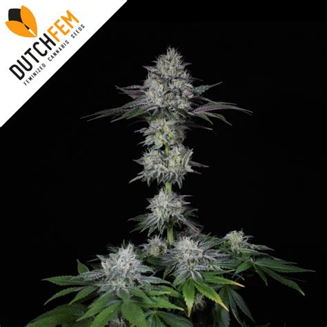 Glue Auto Formerly Gorilla Glue Fast Buds Fast Buds Autoflowering